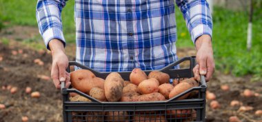 Bahçede kürek ve patates. Çiftçi patatesleri elinde tutuyor. Patates topluyorum.