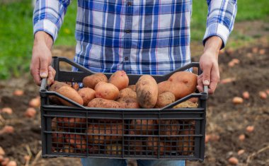 Bahçede kürek ve patates. Çiftçi patatesleri elinde tutuyor. Patates topluyorum.