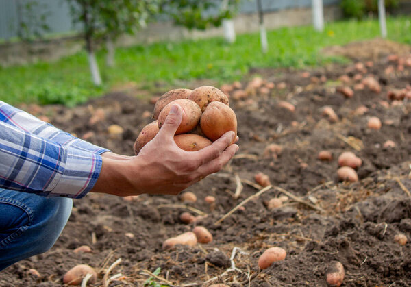 Shovel and potatoes in the garden. The farmer holds potatoes in his hands. Harvesting potatoes