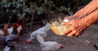 Erkek bir çiftçi tavuk yumurtalarını elinde tutar. Seçici odak.