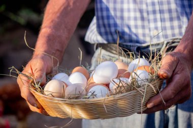 Erkek bir çiftçi tavuk yumurtalarını elinde tutar. Seçici odak.