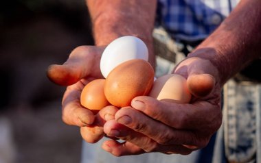 Erkek bir çiftçi tavuk yumurtalarını elinde tutar. Seçici odak.