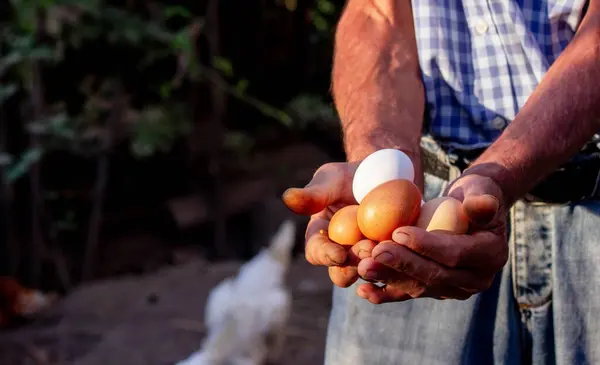 a male farmer holds chicken eggs in his hands. Selective focus.