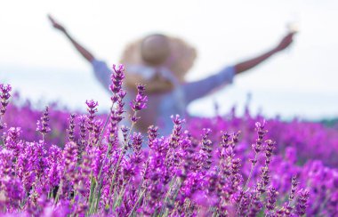 Lavanta tarlasında bir kız. Seçici odaklanma. Doğa