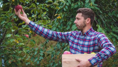 the farmer collects apples in the garden in a wooden box. Selective focus