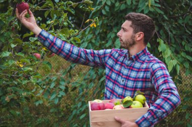 the farmer collects apples in the garden in a wooden box. Selective focus