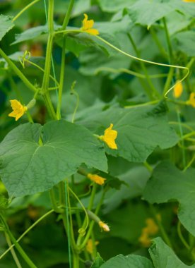 Salatalık organik yetiştirme. Serada olgunlaşan taze yeşil sebzelerin yakın çekimi. Seçici odak