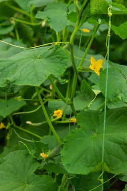 Salatalık organik yetiştirme. Serada olgunlaşan taze yeşil sebzelerin yakın çekimi. Seçici odak