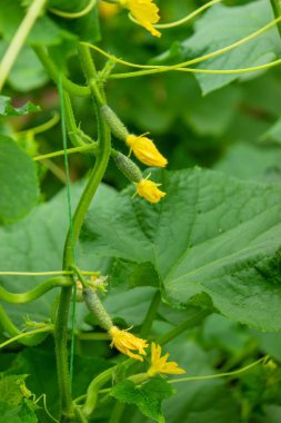 Salatalık organik yetiştirme. Serada olgunlaşan taze yeşil sebzelerin yakın çekimi. Seçici odak