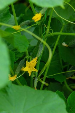 Salatalık organik yetiştirme. Serada olgunlaşan taze yeşil sebzelerin yakın çekimi. Seçici odak
