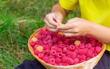 the boy holds a basket with ripe raspberry berries. Selective focus