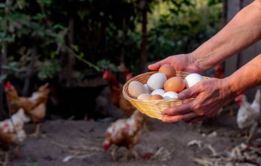 Bir kadın tavuk yumurtalarını elinde tutuyor. Seçici odak