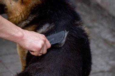 Bir adam bir köpeğin kürkünü fırçayla tarar. Seçici odak