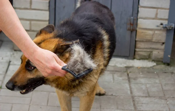 a man combs a dog\'s fur with a brush. Selective focus