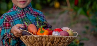 Bir çocuk elinde sebze hasadı tutuyor. Seçici odaklanma. Doğa.