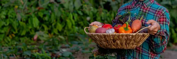 stock image A child holds a harvest of vegetables in his hands. Selective focus. nature.