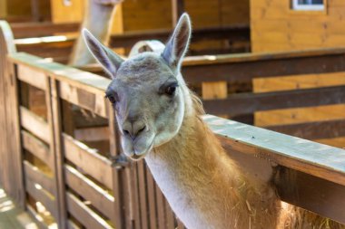 Lama kameraya bakıyor. Seçici odak.