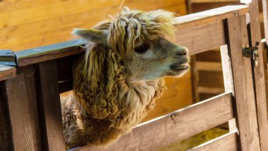 Alpaca kameraya bakıyor. Seçici odak.