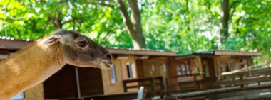 Lama kameraya bakıyor. Seçici odak.