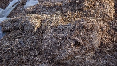 Mantarlardan gelen gübre yığınları. Seçici odak