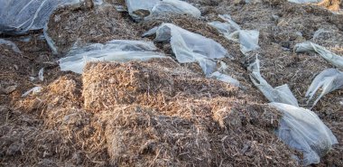 Mantarlardan gelen gübre yığınları. Seçici odak