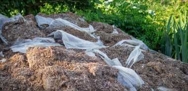 Mantarlardan gelen gübre yığınları. Seçici odak