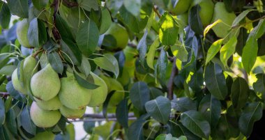 Armutlar ağaçta yetişir, hasat edilir. Seçici odaklanma. Doğa