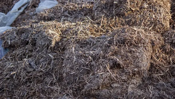 Mantarlardan gelen gübre yığınları. Seçici odak