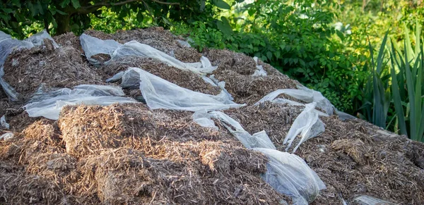 Mantarlardan gelen gübre yığınları. Seçici odak
