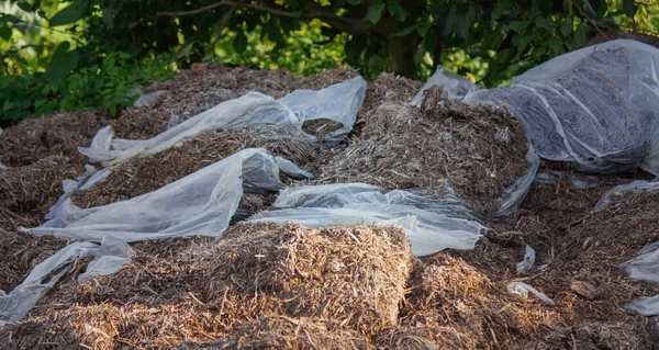 Mantarlardan gelen gübre yığınları. Seçici odak
