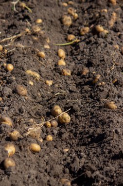 Çiftlikteki patatesler. Organik patates hasat ediyorum. Doğa