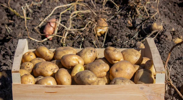 Fresh potatoes in a box in a field. Harvesting organic potatoes.