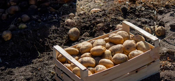Fresh potatoes in a box in a field. Harvesting organic potatoes.