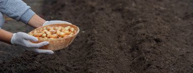 Bir kadın çiftliğe soğan ekiyor. Seçici odaklanma. Doğa