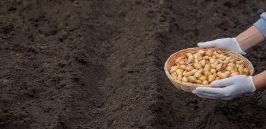 Bir kadın çiftliğe soğan ekiyor. Seçici odaklanma. Doğa