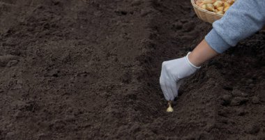 Bir kadın çiftliğe soğan ekiyor. Seçici odaklanma. Doğa