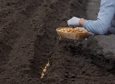 Bir kadın çiftliğe soğan ekiyor. Seçici odaklanma. Doğa