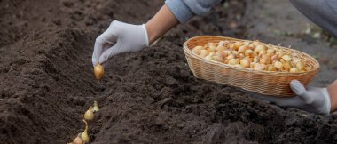 Bir kadın çiftliğe soğan ekiyor. Seçici odaklanma. Doğa