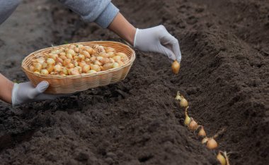 Bir kadın çiftliğe soğan ekiyor. Seçici odaklanma. Doğa