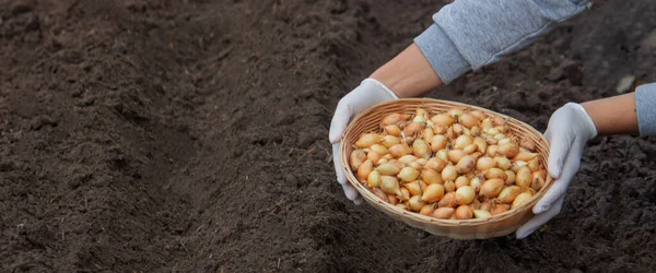 Bir kadın çiftliğe soğan ekiyor. Seçici odaklanma. Doğa