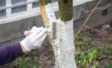 Erkek bir çiftçi ağaç gövdesini haşerelere karşı koruyucu beyaz boya ile kaplar. Seçici odak