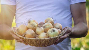 Çiftçi bir adam elinde soğan hasadı tutuyor. Seçici odaklanma. Doğa..