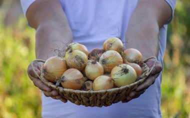 Çiftçi bir adam elinde soğan hasadı tutuyor. Seçici odaklanma. Doğa..