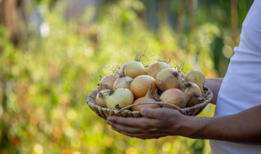 Çiftçi bir adam elinde soğan hasadı tutuyor. Seçici odaklanma. Doğa..