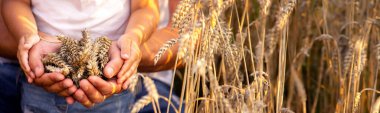 wheat in the hands of a farmer and a child. Nature clipart