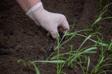 Çiçek eken dişi bir çiftçinin yakın çekimi. Seçici odak
