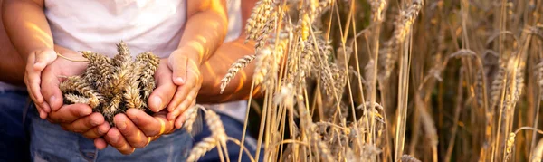 wheat in the hands of a farmer and a child. Nature