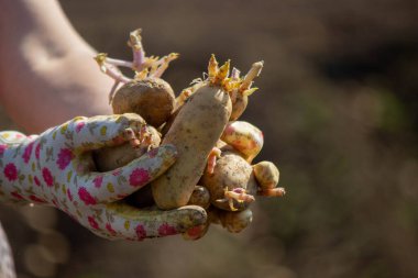 Baharda patates ekmek, ellerinde çiftlik patatesleri. Seçici odaklanma. Doğa