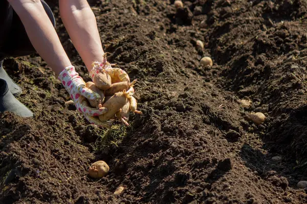 planting potatoes in spring, farm potatoes in hands. Selective focus. Nature