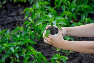 A child with seedlings in his hands in the garden. Selective focus.